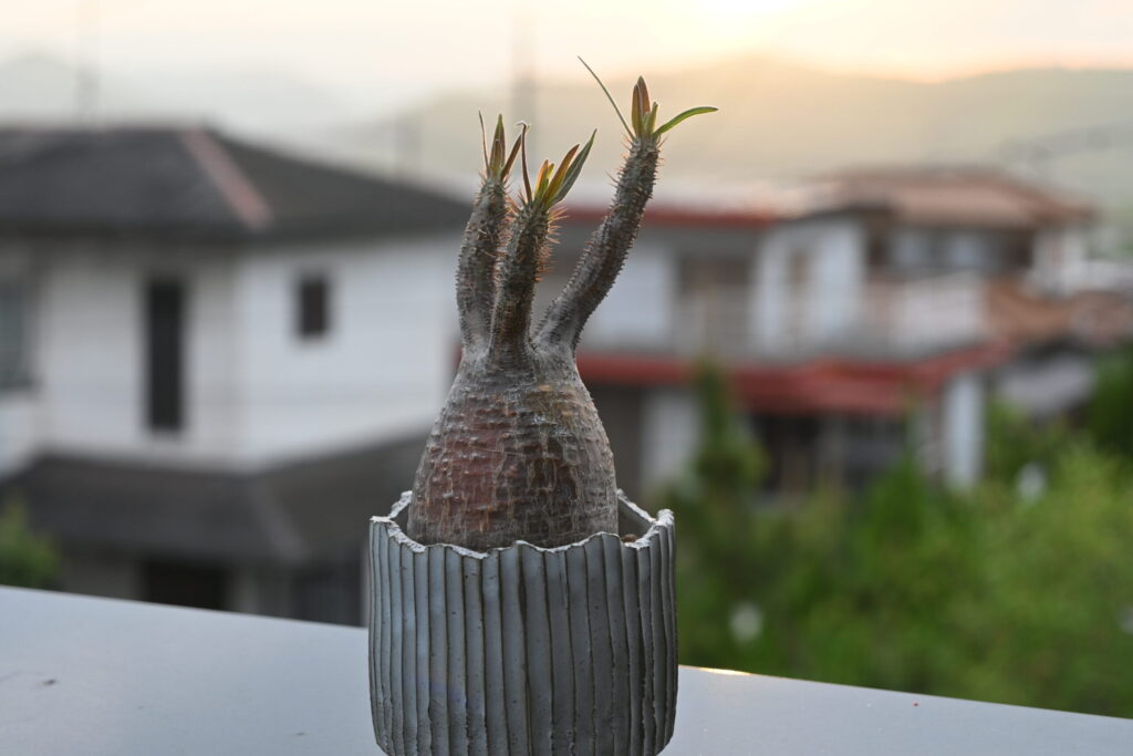 NIKKOR Z DX 16-50mm f3.5-6.3 VR 