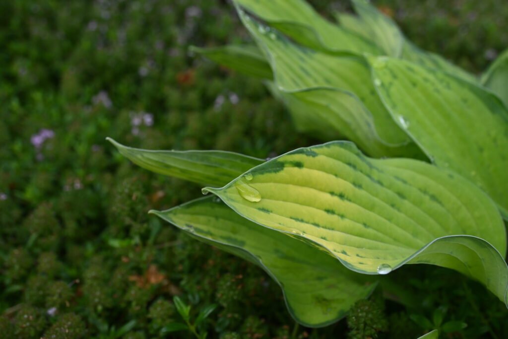 NIKKOR Z DX 16-50mm f3.5-6.3 VR 