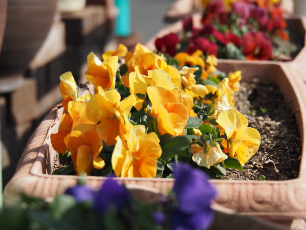 結論：OM-5 Mark IIは「運動会（屋外）」でこそ化ける最強カメラ