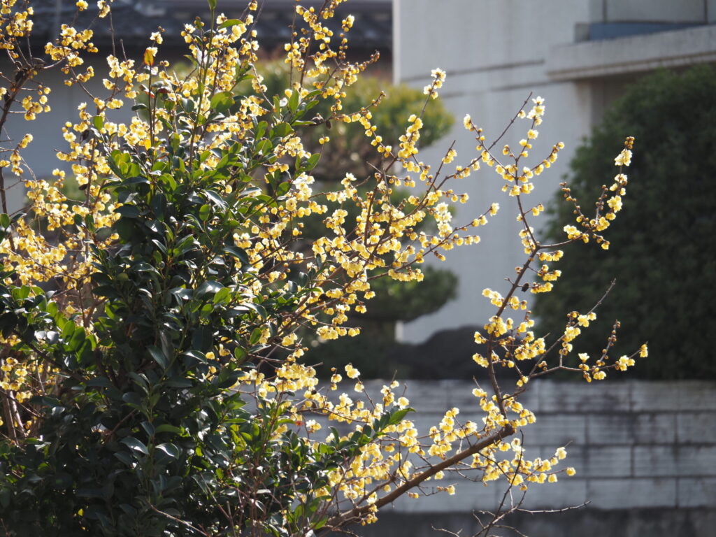 結論：OM-5 Mark IIは「運動会（屋外）」でこそ化ける最強カメラ