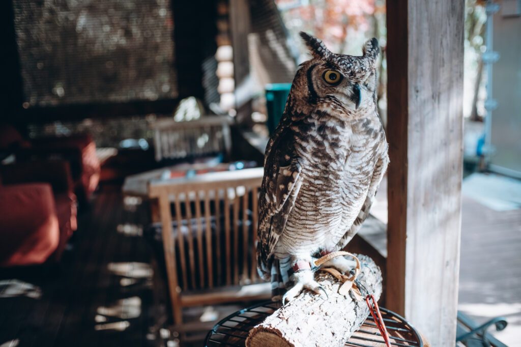 TTArtisan 25mm F2：8,000円台で買える驚きのクオリティ